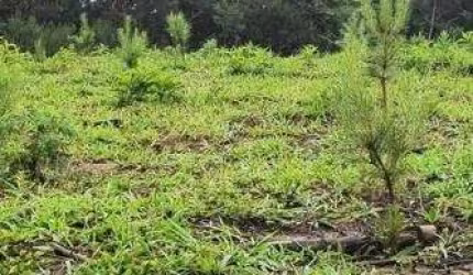 Fazenda / Sítio para venda em Três Córregos de 411400.00m² com 1 Quarto