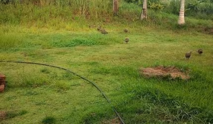 Chácara para venda em Bairro Da Geada de 110.00m² com 2 Quartos e 2 Garagens