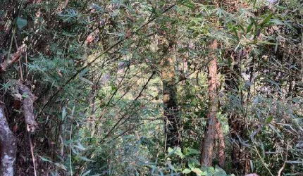 Terreno para venda em Jardim Colibri de 1095.00m² com 1 Quarto