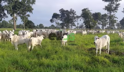 Fazenda / Sítio para venda em Zona Rural de 900.00m² com 1 Quarto