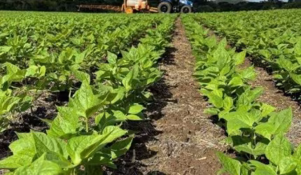 Fazenda / Sítio para venda em São Mateus Do Sul de 242000.00m² com 1 Quarto