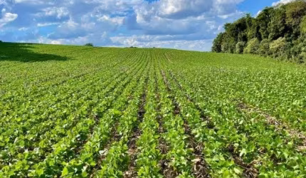 Chácara para venda em Barigui de 23600.00m² com 1 Quarto