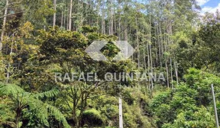 Terreno Rural à Venda, 4 hectares para Sítio ou Empreendimento Turístico, Aguas Mornas - SC