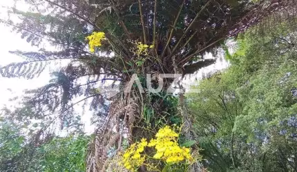 Chácara dos Sonhos em Rodeiozinho, Balsa Nova - Um Paraíso Frutífero!