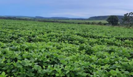 Fazenda 10 alqueires  (48,40 Hectares)