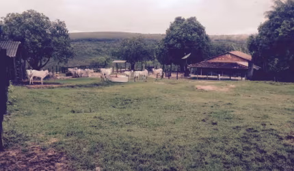 Excelente fazenda com carvoaria em Presidente Olegário-MG contendo  310 hectares  ou seja, 64,04 alqueires;