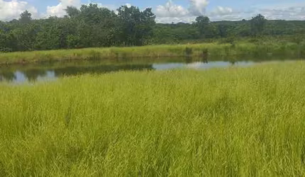FAZENDA EM CAMAPUÃ/MS -  COM CASA, REPRESA E RIACHO