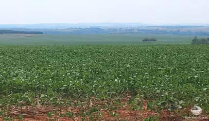 FAZENDA EM JUSCIMEIRA/MT  -  ÓTIMA OPORTUNIDADE PARA INVESTIDORES!