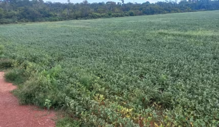 FAZENDA COM ÓTIMA ESTRUTURA EM JUARA/MT