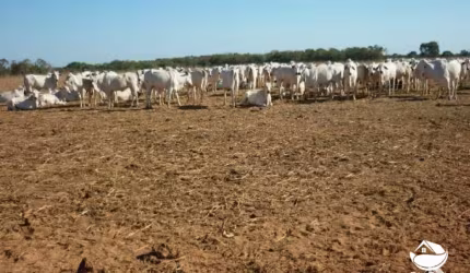 FAZENDA ENORME EM ALVORADA/TO