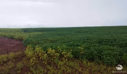 FAZENDA IMPERDÍVEL NA REGIÃO SUL DO TOCANTINS