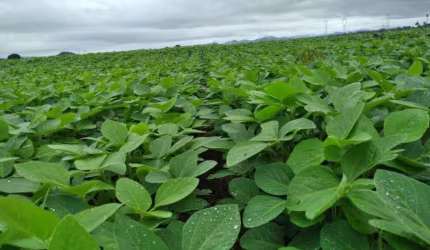 FAZENDA EM NIQUELÂNDIA/ GO - EXCELENTE OPORTUNIDADE!