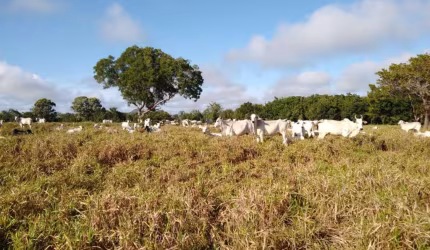 LINDA FAZENDA NO ESTADO DO TOCANTINS