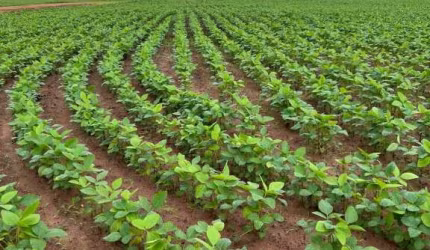 FAZENDA EM MINEIROS/GO - COM CASA SEDE, CASAS PARA FUNCIONÁRIOS  E PISTA DE POUSO.