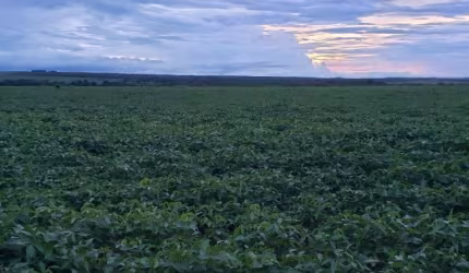 FAZENDA DUPLA APTIDÃO EM ROSÁRIO DO OESTE/MT - ÓTIMA OPORTUNIDADE DE NEGÓCIO!