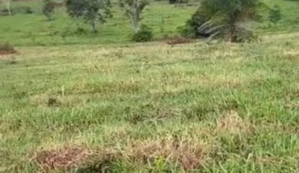 FAZENDA COM 30 HECTARES  EM COSTA RICA/MS