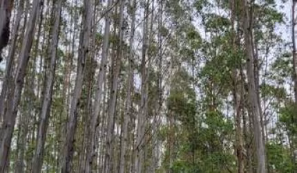 FLORESTA DE EUCALIPTOS EM GUARATINGUETÁ/SP