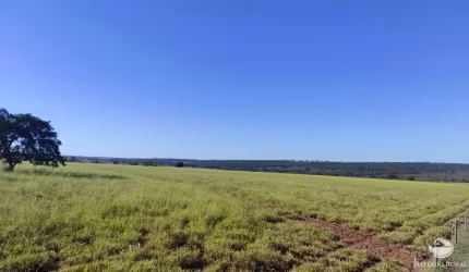 FAZENDA INCRÍVEL PRÓXIMO A CHAPADÃO DO SUL/MS