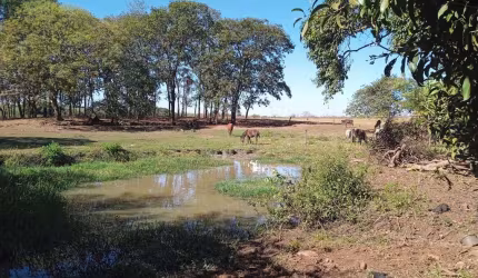 SÍTIO COM CASA EM MIGUELÓPOLIS/SP