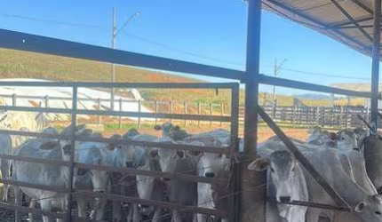 FAZENDA IMPERDÍVEL EM SÃO JOSÉ DOS CAMPOS/SP