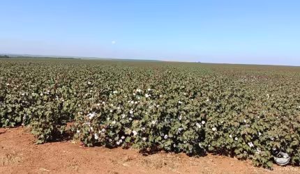 FAZENDA EXCELENTE EM JACIARA/MT