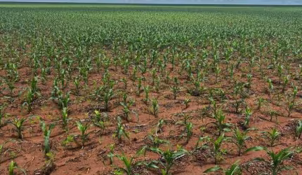 FAZENDA EXCELENTE COM ÓTIMA ESTRUTURA EM CANARANA/MT
