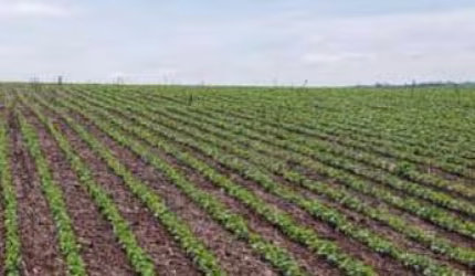FAZENDA IMPERDÍVEL EM PARANATINGA/MT