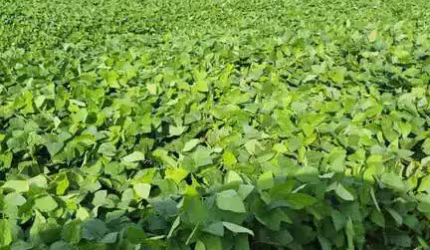 FAZENDA EXCELENTE LOCALIZADA EM SÃO DESIDÉRIO/BA