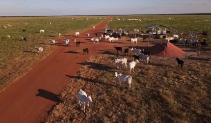 FAZENDA IMPERDÍVEL LOCALIZADA EM CONFRESA/MT