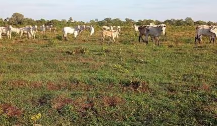 FAZENDA IMPERDÍVEL EM SÃO FÉLIX DO ARAGUAIA/MT
