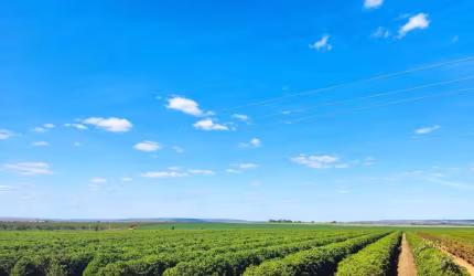 FAZENDA IMPERDÍVEL EM PATOS DE MINAS/MG