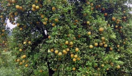 FAZENDA DE LARANJAS EM CAMPINA VERDE/MG