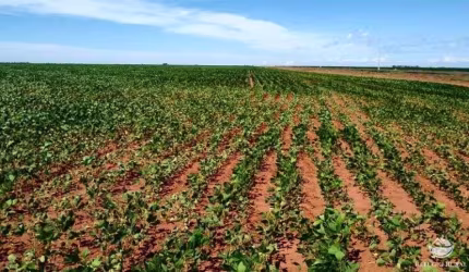 FAZENDA IMPERDÍVEL EM PARANATINGA/MT