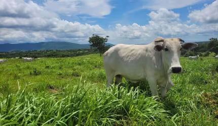 FAZENDA EXCELENTE EM ACORIZAL/MT