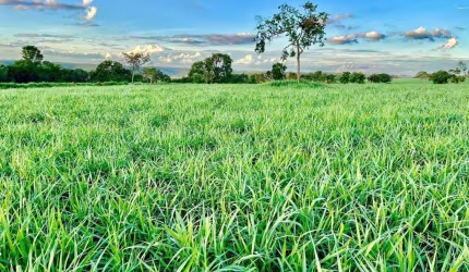 FAZENDA IMPERDÍVEL EM CAMPINA VERDE/MG