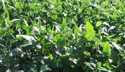Fazenda à venda, Guaravera, Londrina, PR