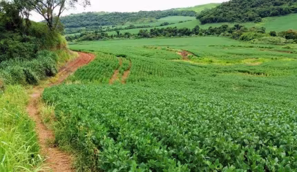 Fazenda à venda, Área Rural de Apucarana, Apucarana, PR