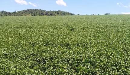 Fazenda à venda, tomazina, Tomazina, PR