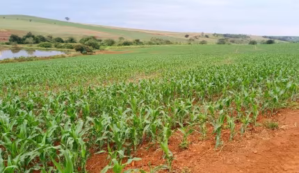 INVESTIMENTO RURAL DE ALTO NIVEL — 150 ALQUEIRES COM ALTO POTENCIAL AGRICOLA NO PR