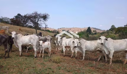 Fazenda à venda, 500000 m² por R$ 2.800.000,00 - Zona Rural - Crucilândia/MG