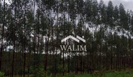 **?? Fazenda com 240 Hectares, Eucalipto e Silvo-Pastoril – Às Margens do Asfalto em Curvelo, MG! ??**