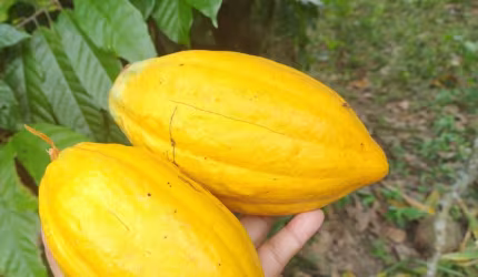 EXCELENTE SITIO COM ARVORES FRUTIFERAS NA CIDADE DE DEUS - SIMOES FILHO