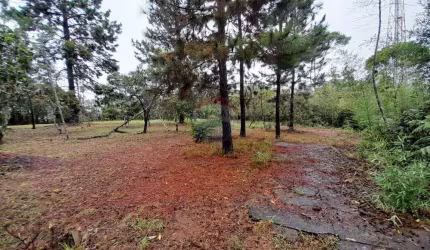 Terreno Plano - Vale dos Cedrinhos - Amacedrinhos