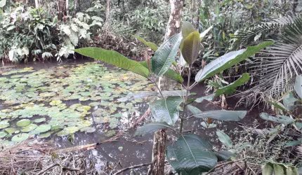 Terreno à venda em Verde Mar - SP