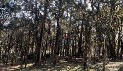Terreno à venda, 952 m² por R$ 750.000 - Bosque Sinoserra - Canela/RS