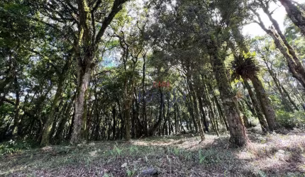 Terreno a venda no Residencial Pinheiro Grosso em Canela/RS!