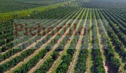 Fazenda para Venda em Marília, Centro, 5 dormitórios, 5 suítes, 5 banheiros