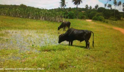 Fazenda para Venda em Extremoz, capim -extremoz, 3 dormitórios, 1 suíte, 2 banheiros, 6 vagas