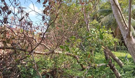 Terreno para Venda em Natal, Ponta Negra