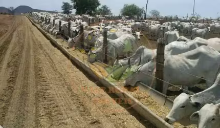 EXCELENTE! FAZENDA DE 8.264 ALQUEIRES COM FRIGORÍFICOS NO OESTE DA BAHIA  FA00156